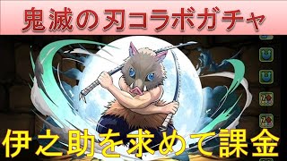 【パズドラ】鬼滅の刃コラボガチャ　伊之助を求めて課金